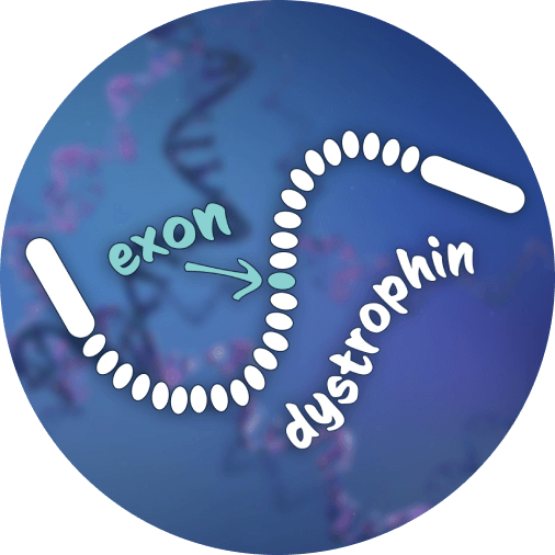 Illustration of Dystrophin gene