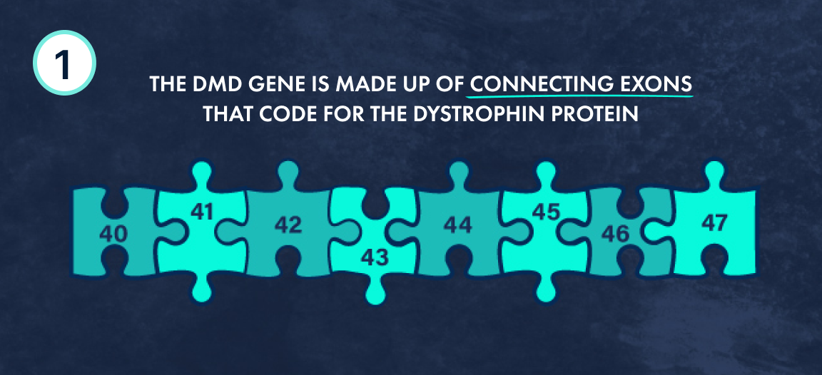 Puzzle pieces representing a complete dystrophin protein.