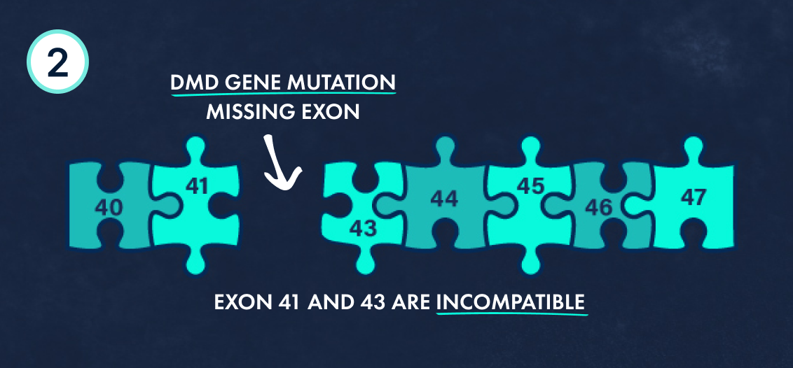Puzzle pieces representing a dystrophin protein that has a missing exon.