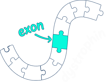 Diagram of an exon within the dystrophin gene