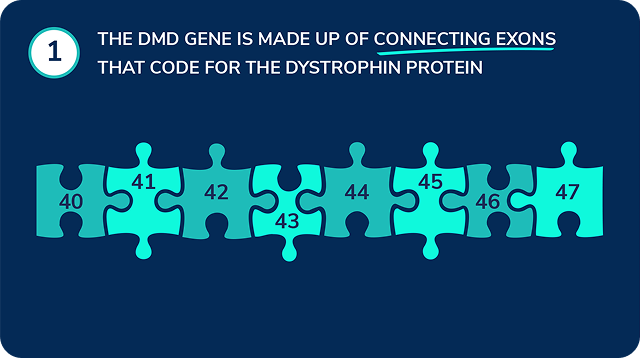 Exons represented as puzzle pieces that connect to form full length dystrophin protein.