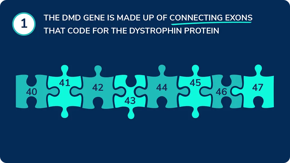 Exons represented as puzzle pieces that connect to form full length dystrophin protein.