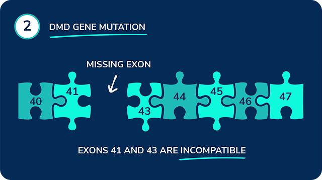 A puzzle with a missing piece representing a genetic mutation that prevents the exons from connecting properly and disrupts dystrophin production.