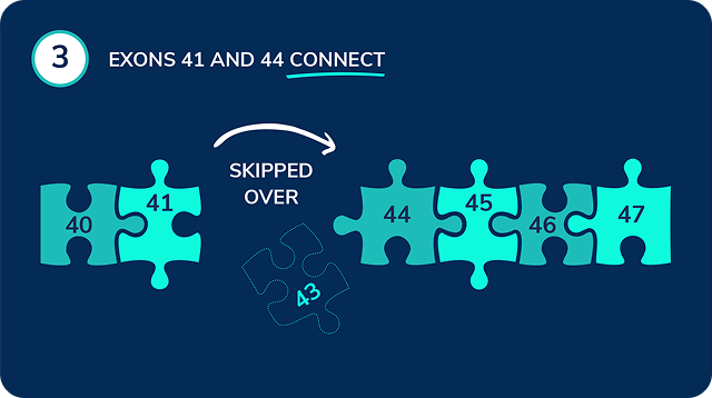 A puzzle showing how exon-skipping therapy allows compatible exons to reconnect by bypassing the disrupted section.