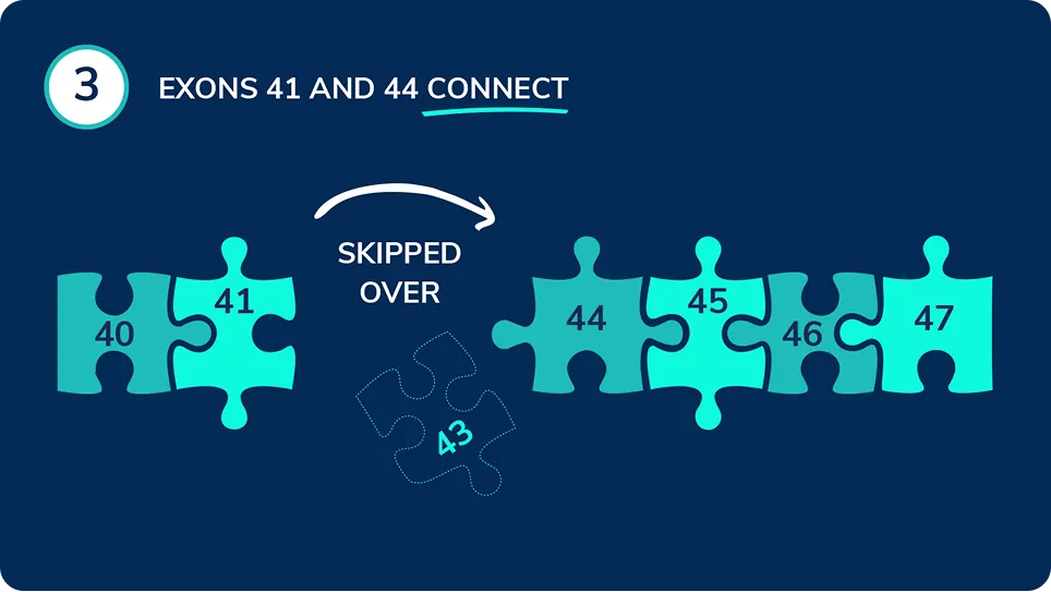 A puzzle showing how exon-skipping therapy allows compatible exons to reconnect by bypassing the disrupted section.