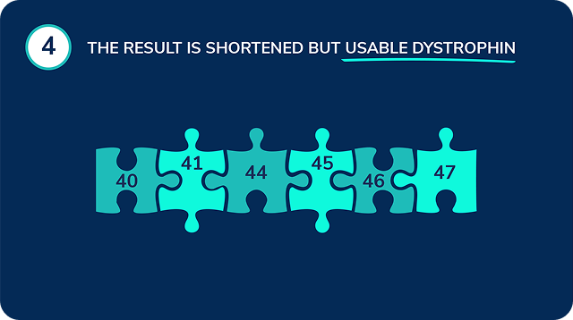 A puzzle showing how reconnected exons produce a shortened but functional dystrophin protein.