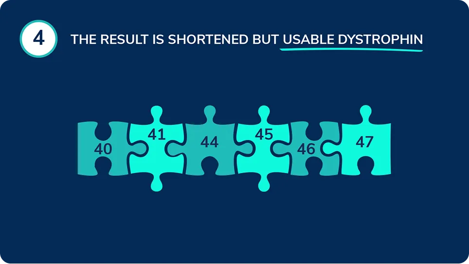A puzzle showing how reconnected exons produce a shortened but functional dystrophin protein.